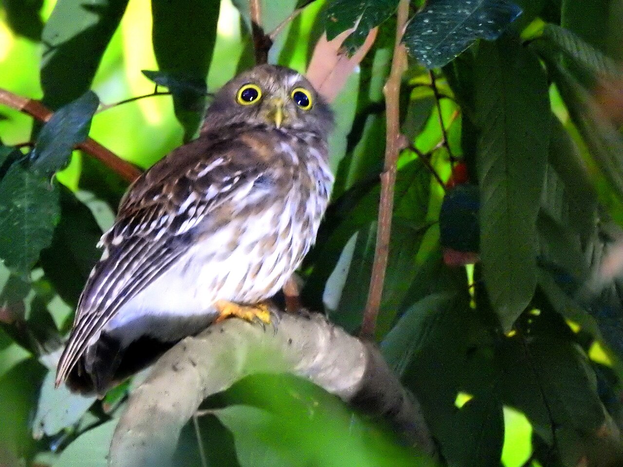 Ninox filipínsky — dospelý