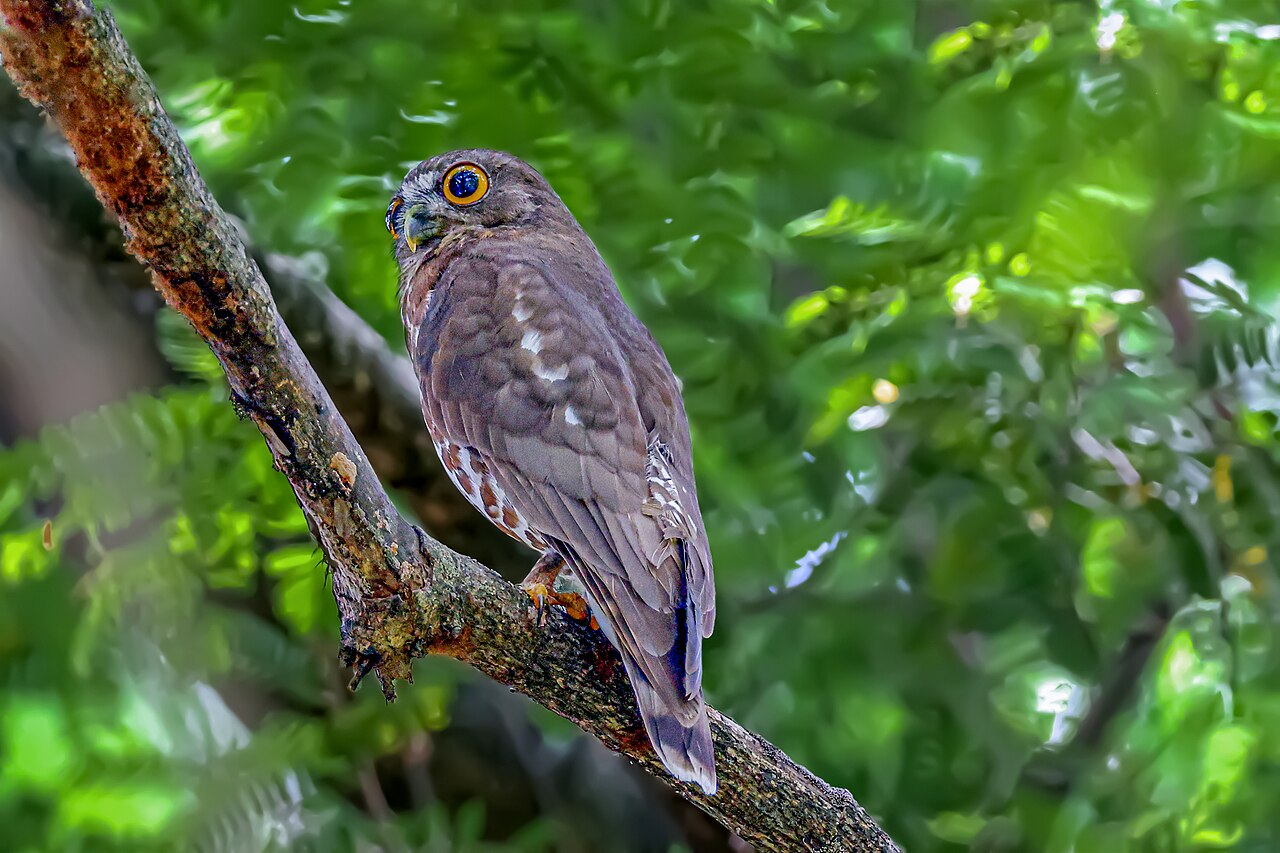 Ninox hnedý — hawk-like vzhľad