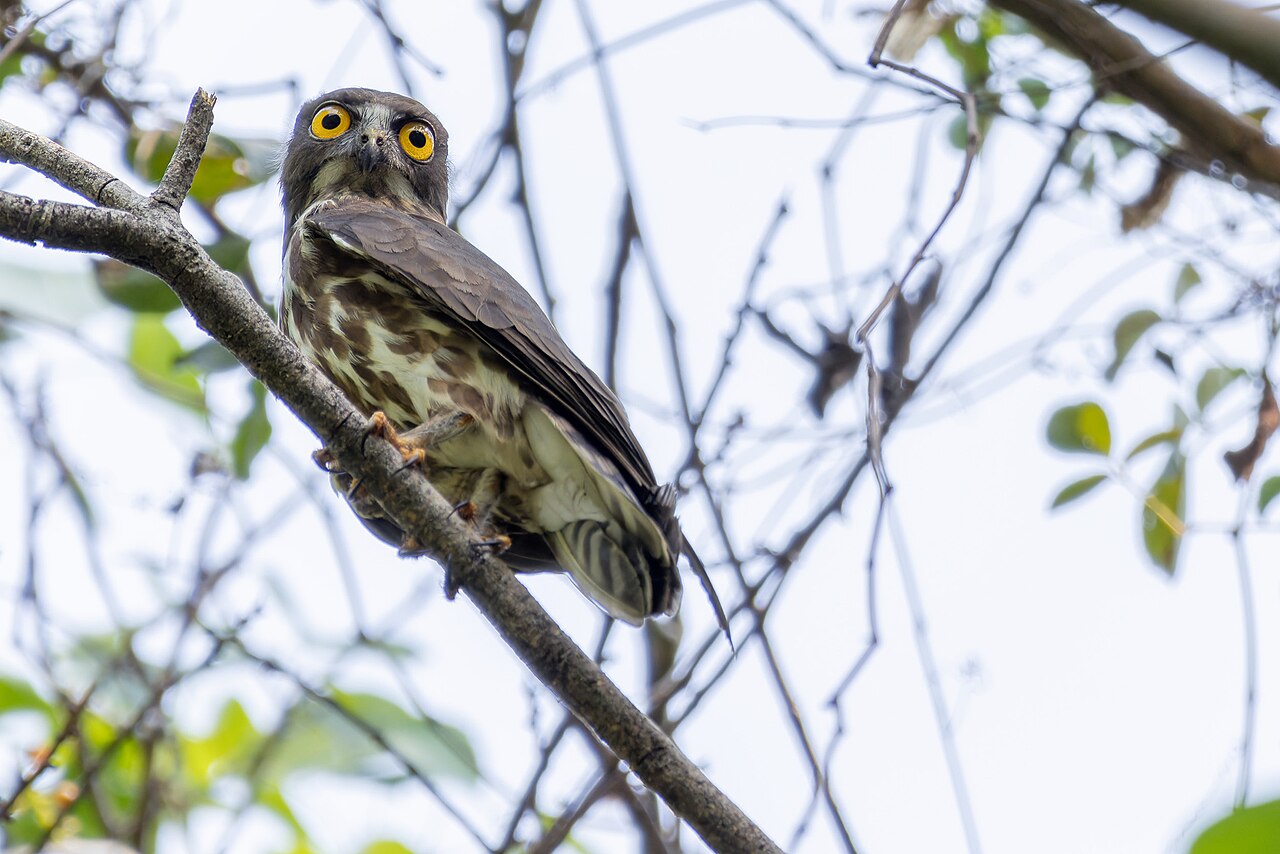 Ninox japonský