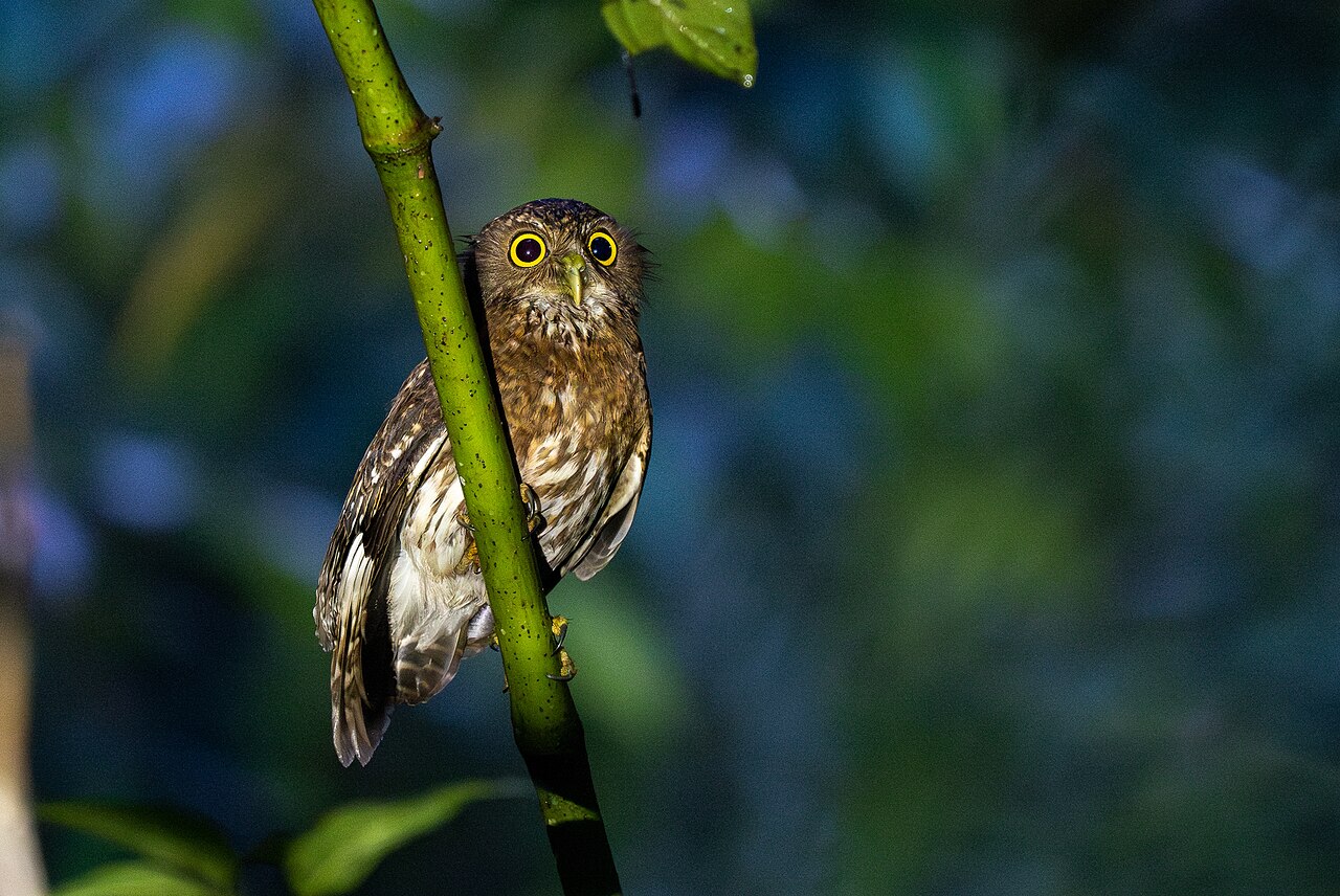Ninox mindanao — dospelý jedinec