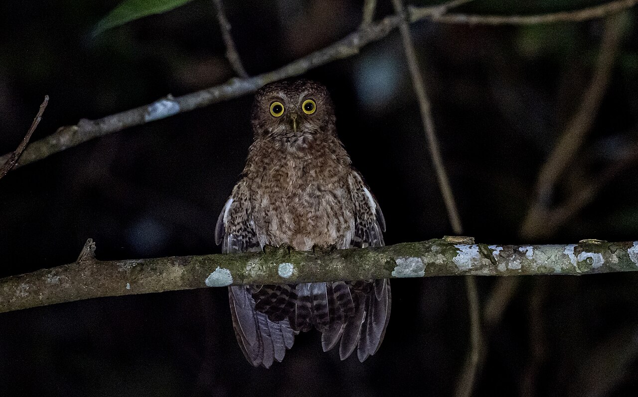 Ninox mindorovsky — dospelý