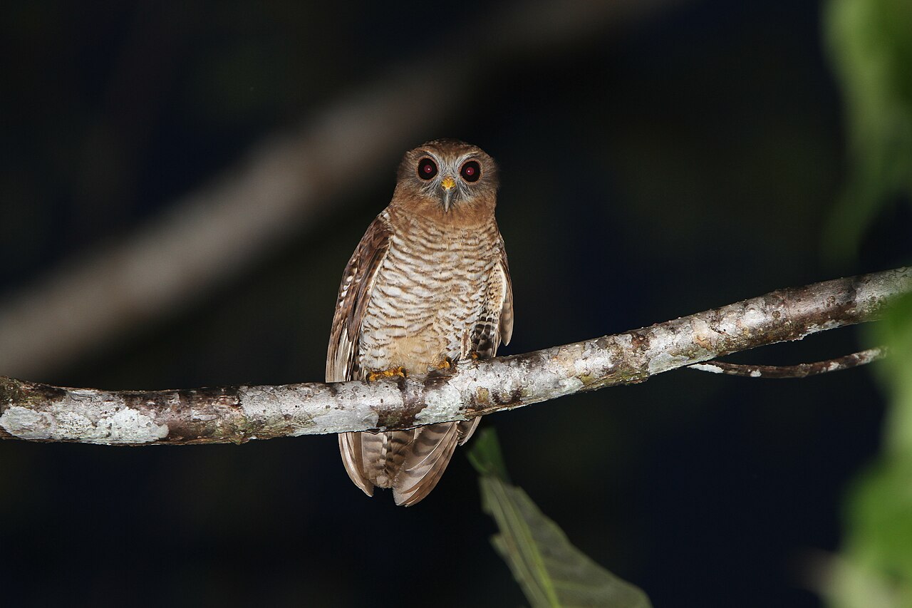Ninox molucky