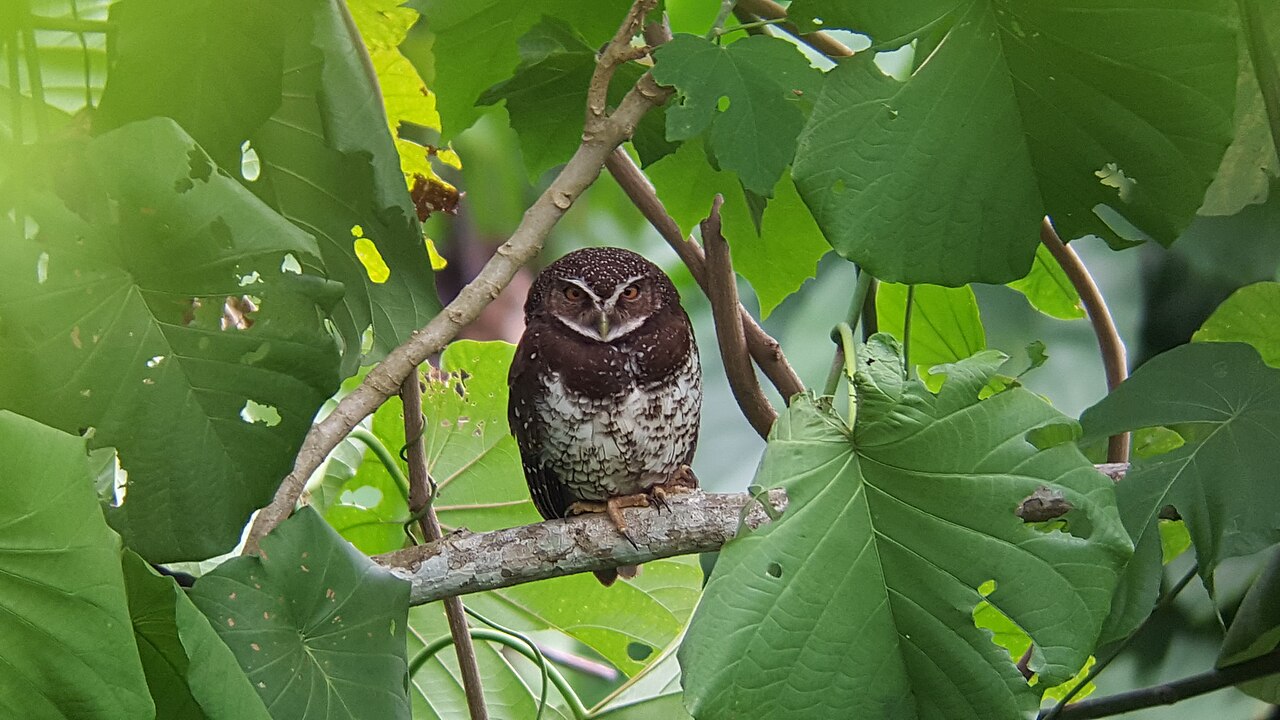 Ninox novobritsky