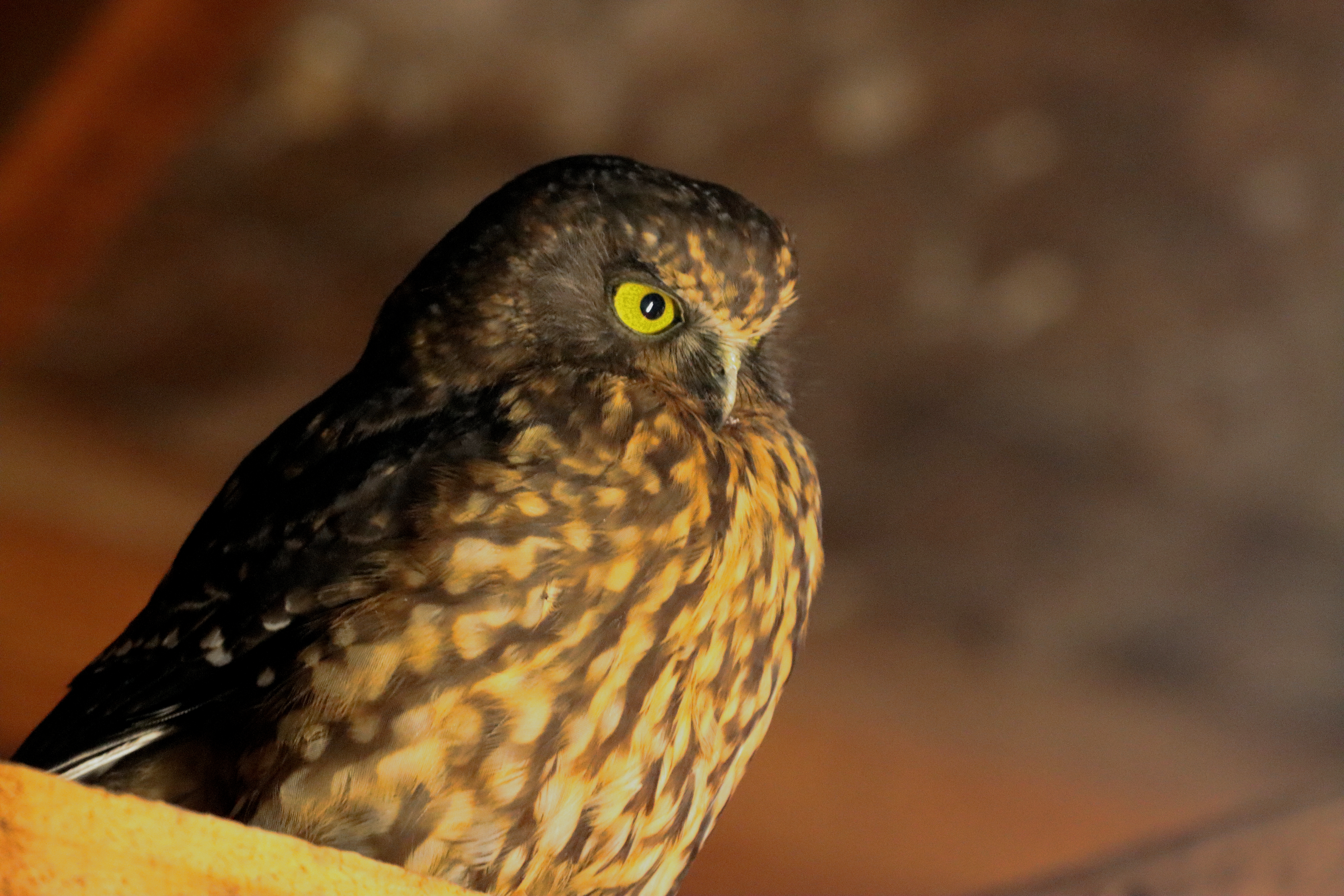 Ninox novozélandský