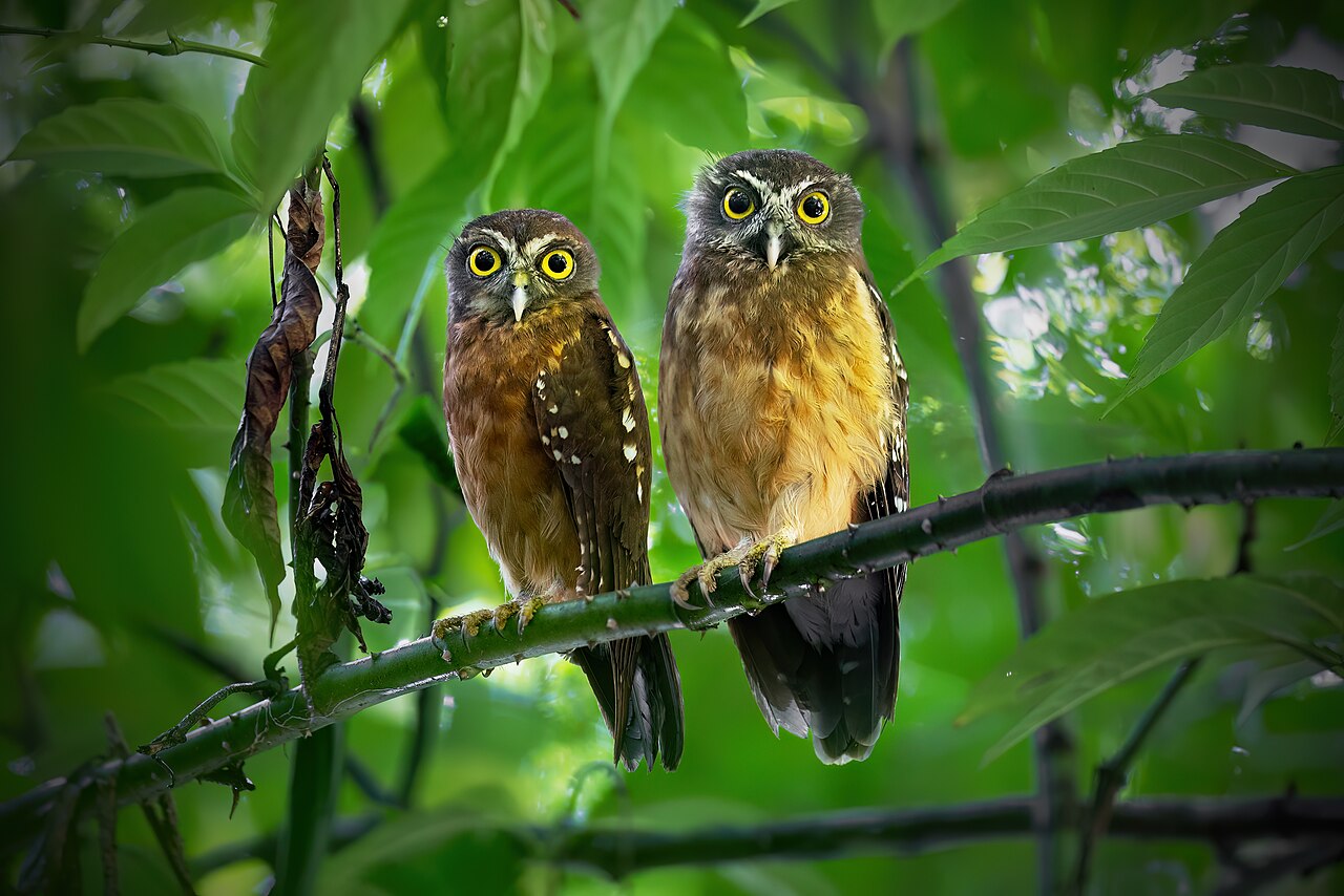 Ninox ochrovy