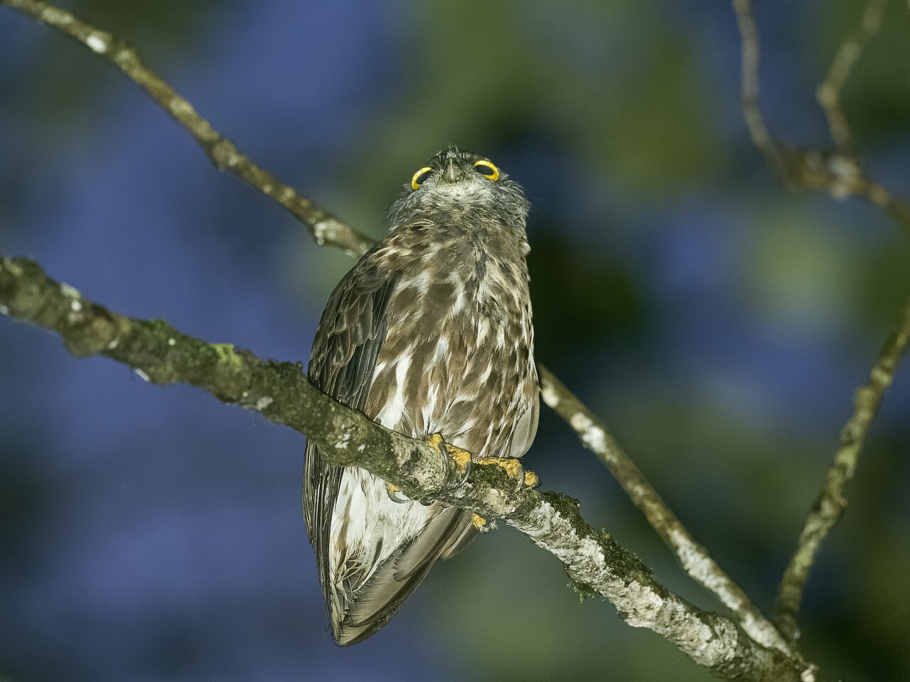 Ninox randi — dospelý