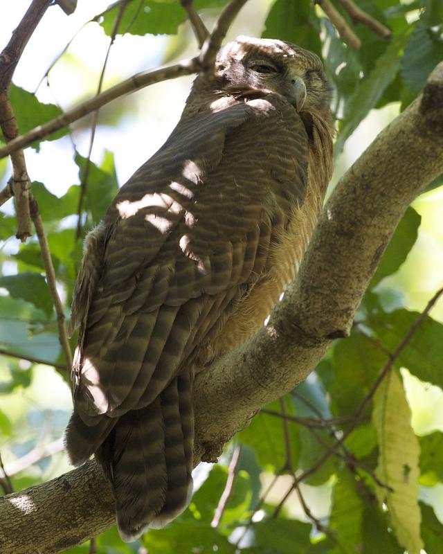 Ninox rufý