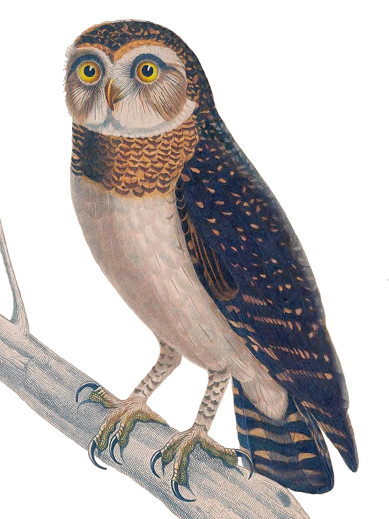 Ninox šalamúnsky — dospelý jedinec