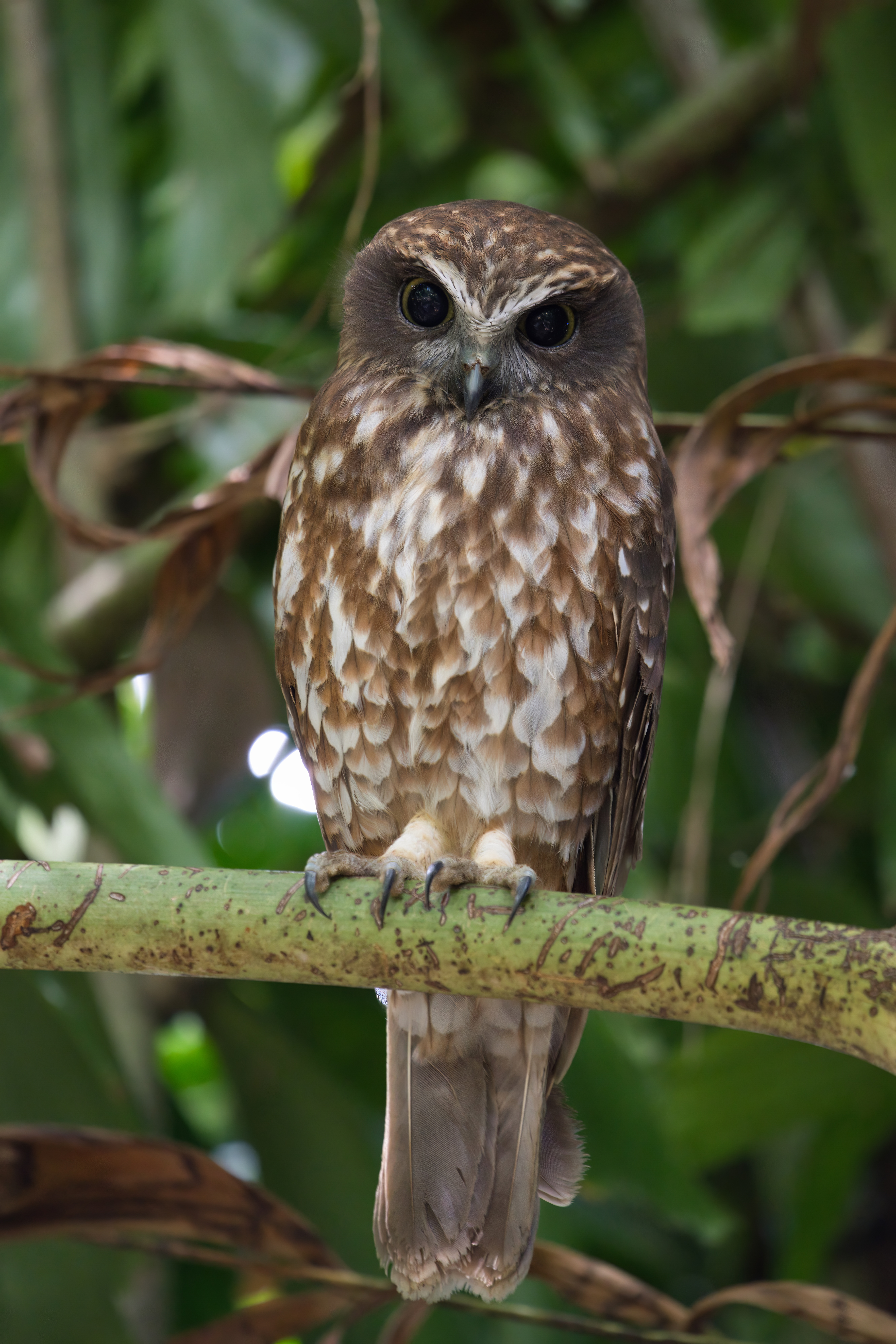 Ninox stekavý