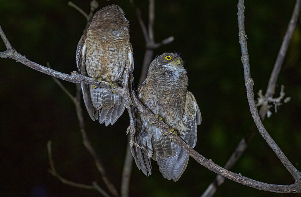 Ninox sulu — dospelý