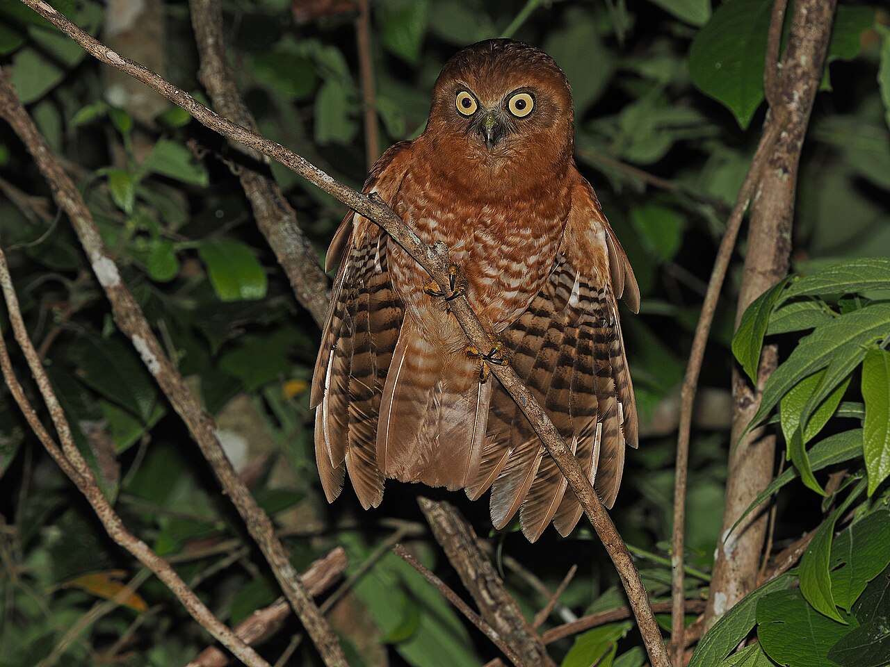 Ninox tanimbarsky