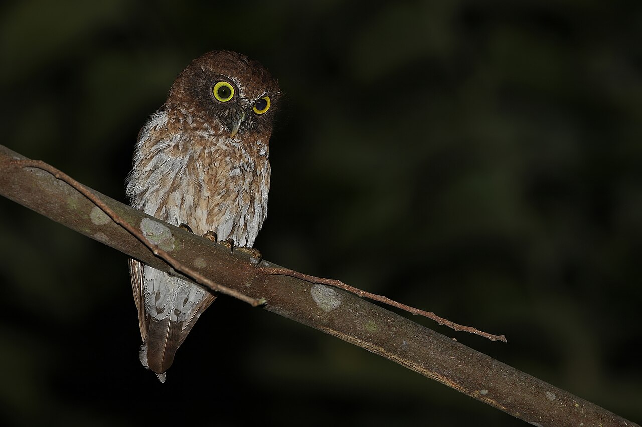 Ninox togiansky