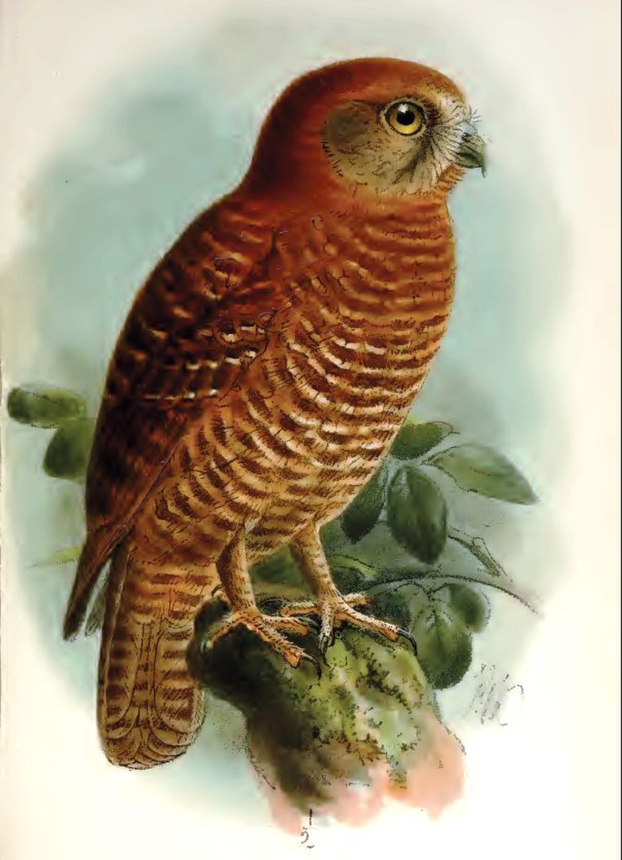 Ninox vianocny