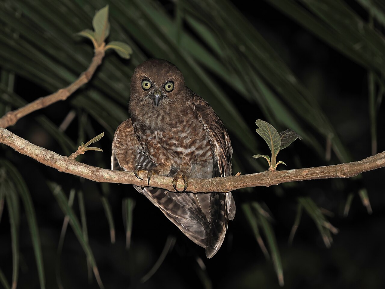 Ninox plessenov