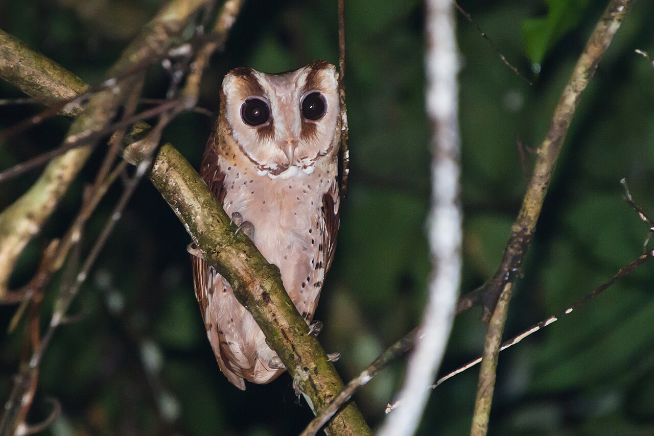 Phodilus orientálny