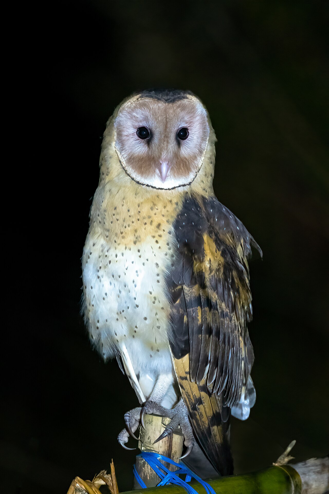 Eastern Grass-Owl — dospelý jedinec v tráve