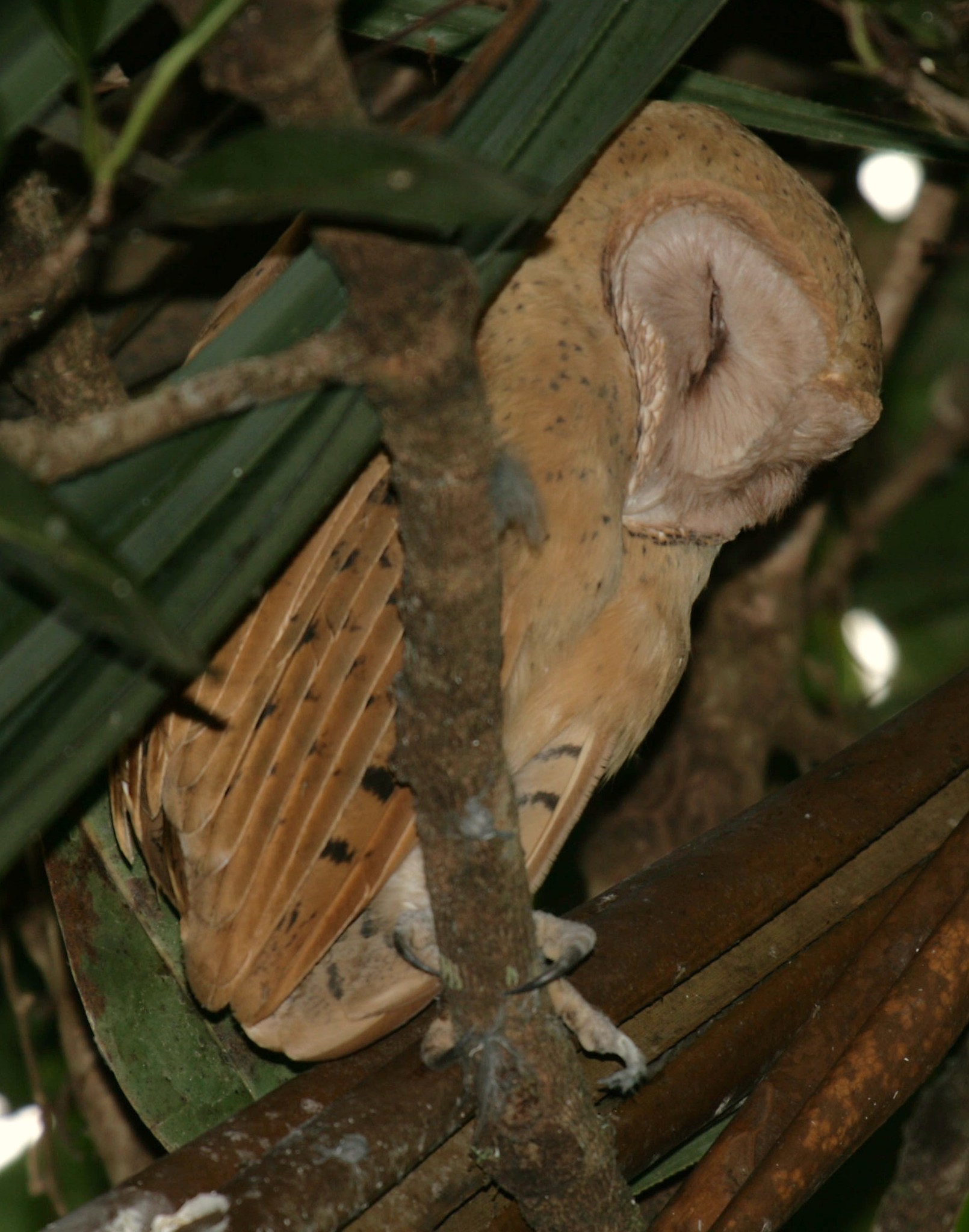 Plamienka pavucia