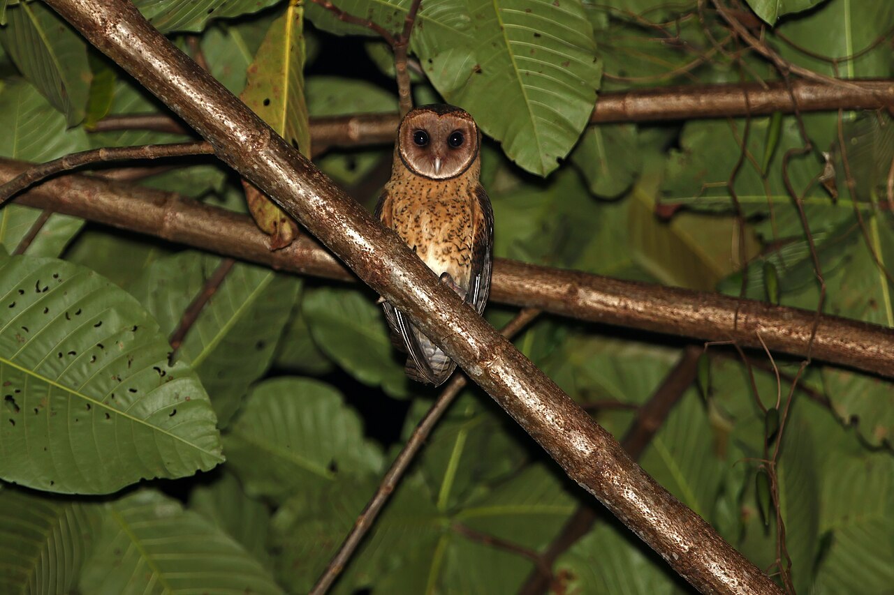 Plamienka sororcula
