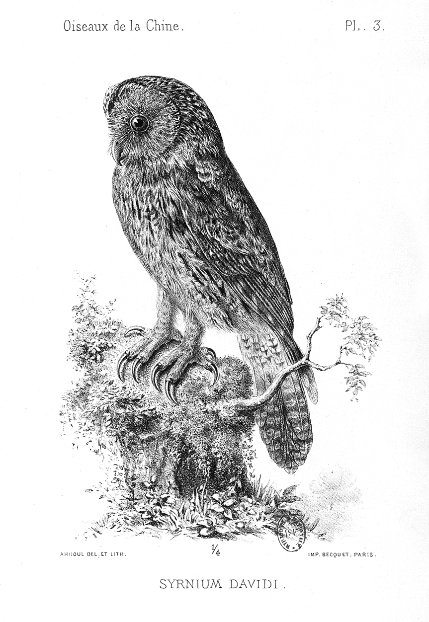 Sova sichuanská