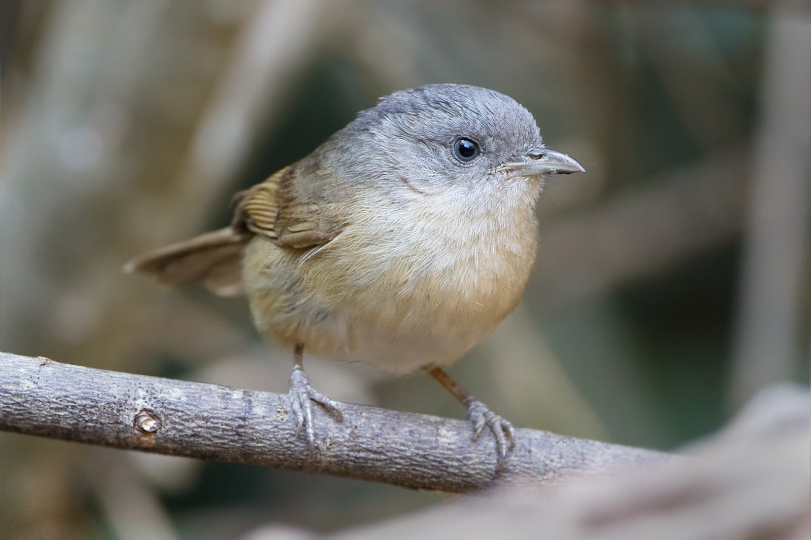 Alkipa hnedolíca (Alcippe poioicephala)