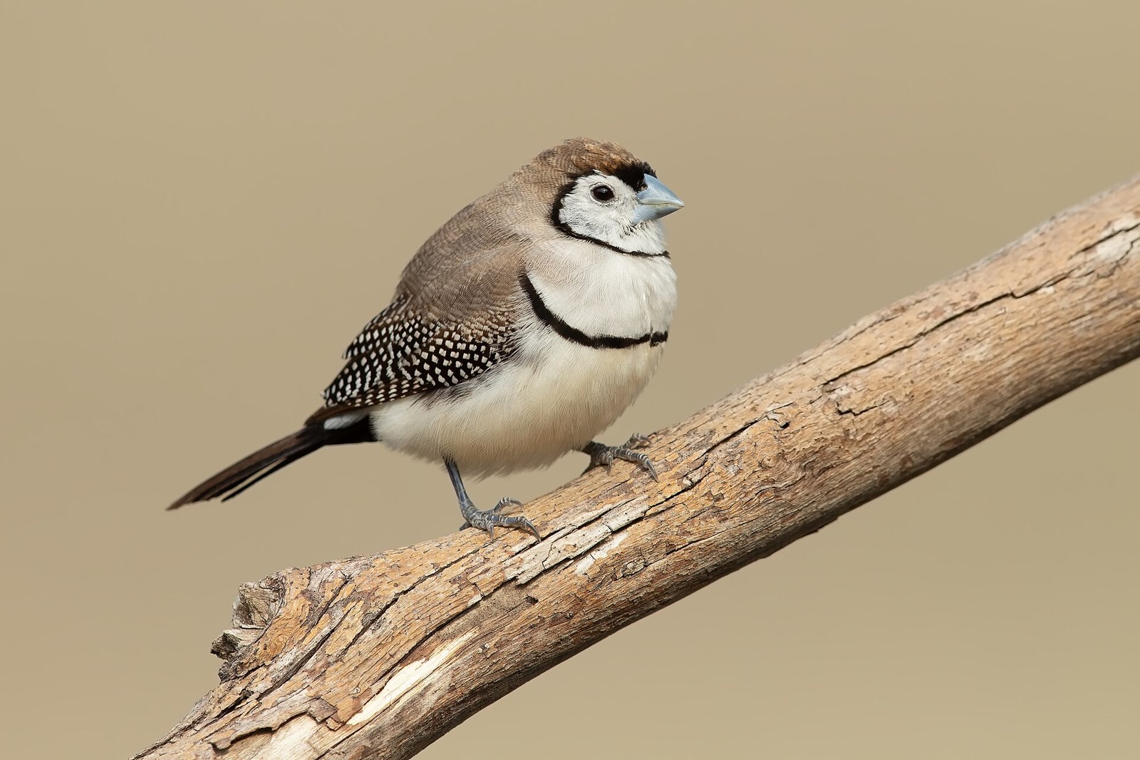 Amada Bichenova (Stizoptera bichenovii)