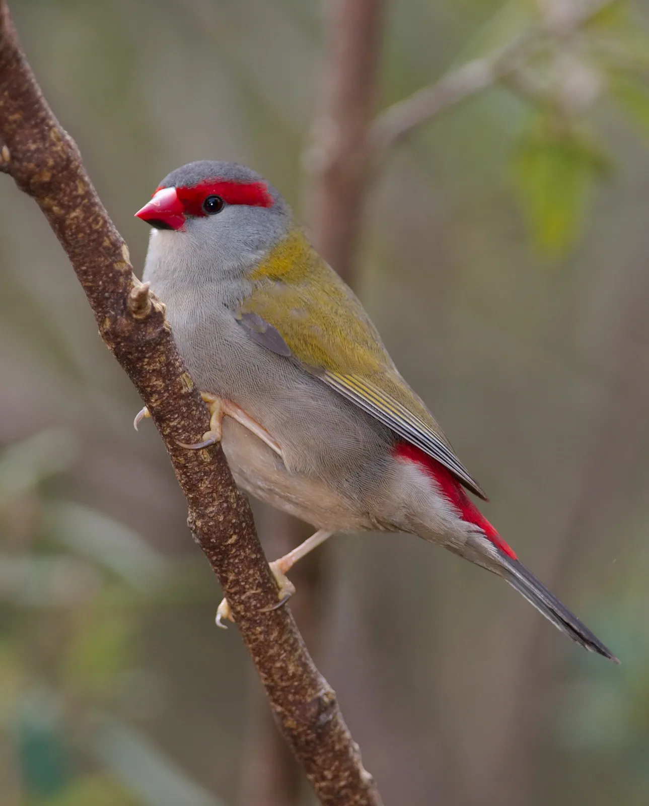 Amada červenoobrvá (Neochmia temporalis)