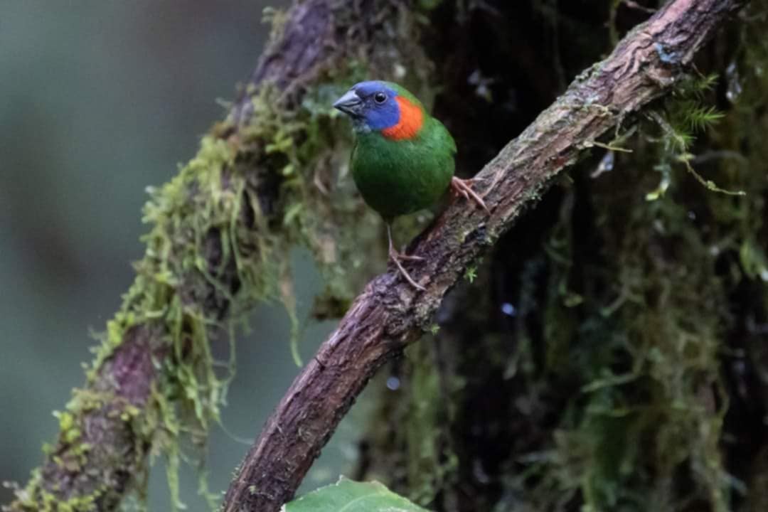 Amada červenosluchá (Erythrura coloria)