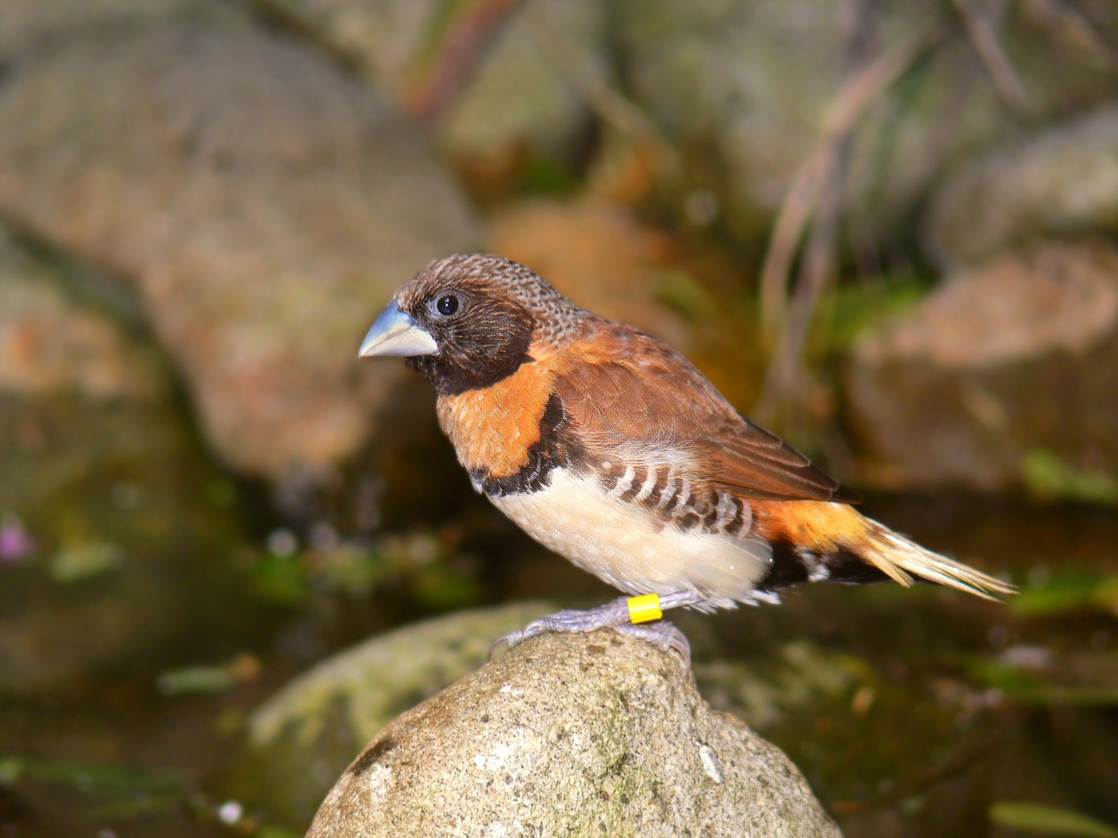 Amada gaštanovoprsá (Lonchura castaneothorax)
