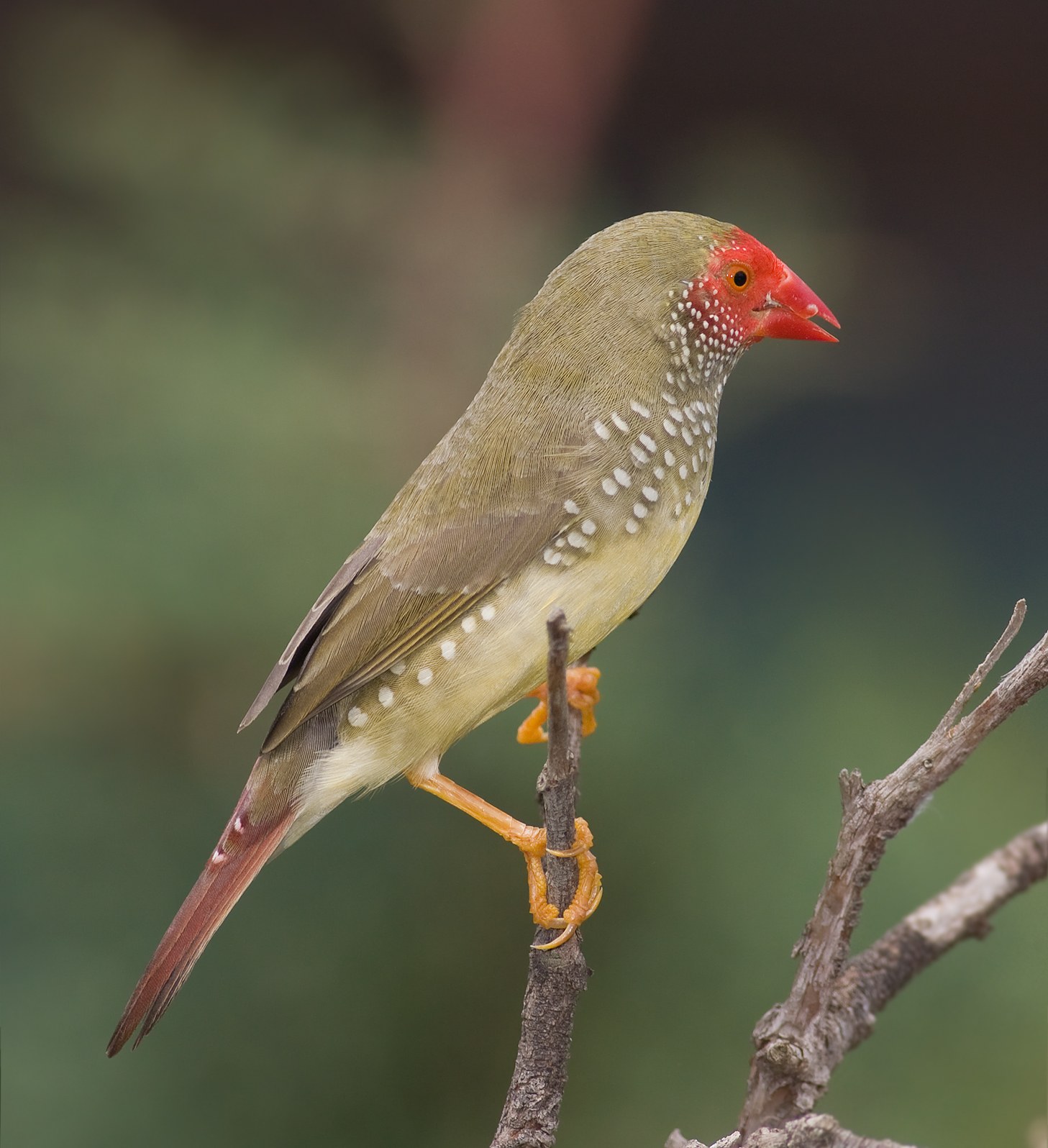 Amada hviezdna (Neochmia ruficauda)