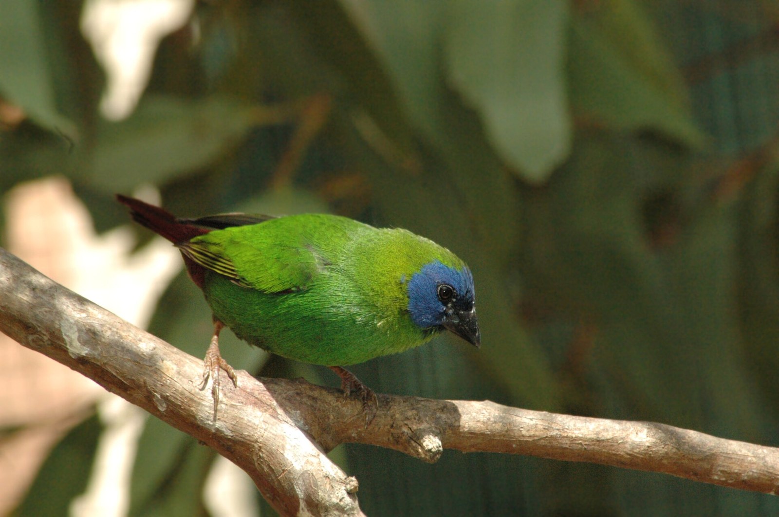 Amada papagájovitá modrolíca (Erythrura trichroa)
