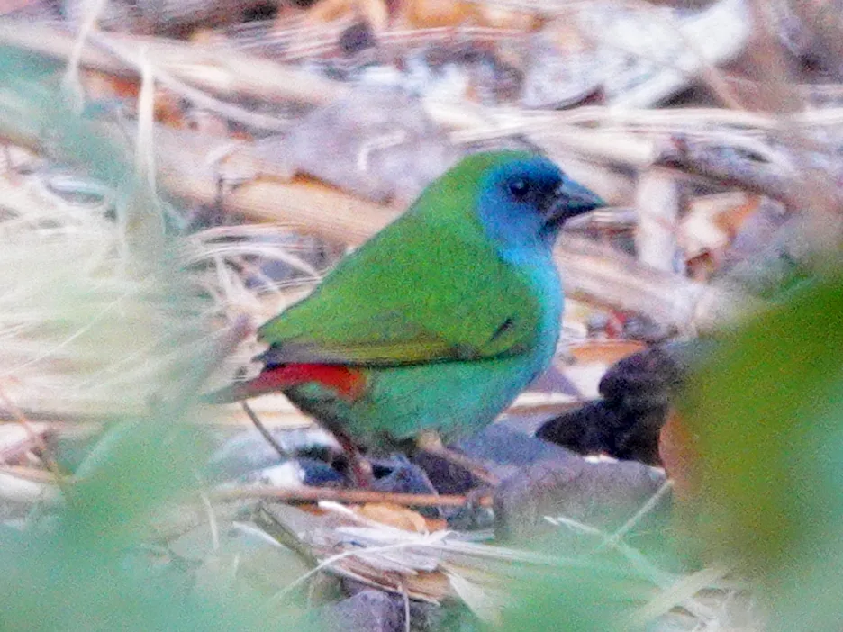 Amada papagájovitá trojfarebná (Erythrura tricolor)