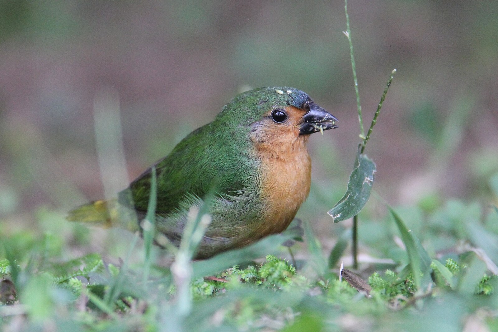 Amada zelenochvostá (Erythrura hyperythra)