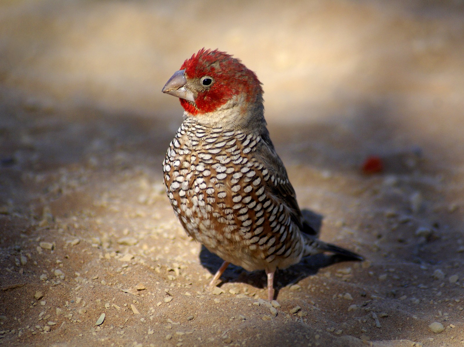 Amadina červenohlavá (Amadina erythrocephala)