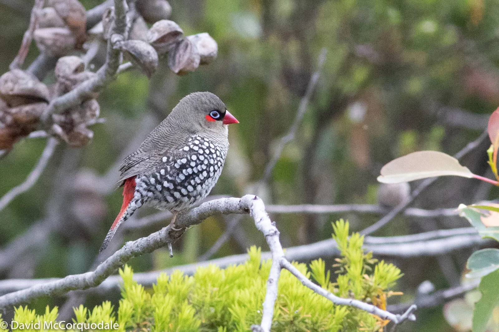 Amadinka červenouchá (Stagonopleura oculata)