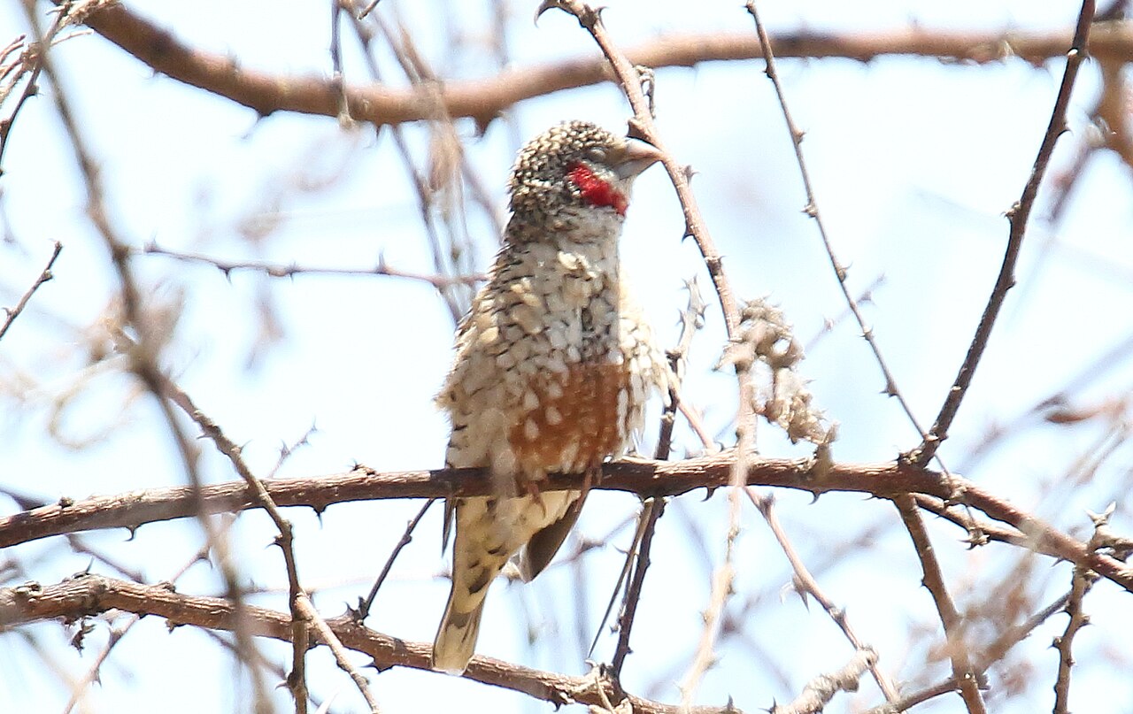 Amadinka červenozobá — skupinka pri zbere semien trávy, Kruger NP, JAR