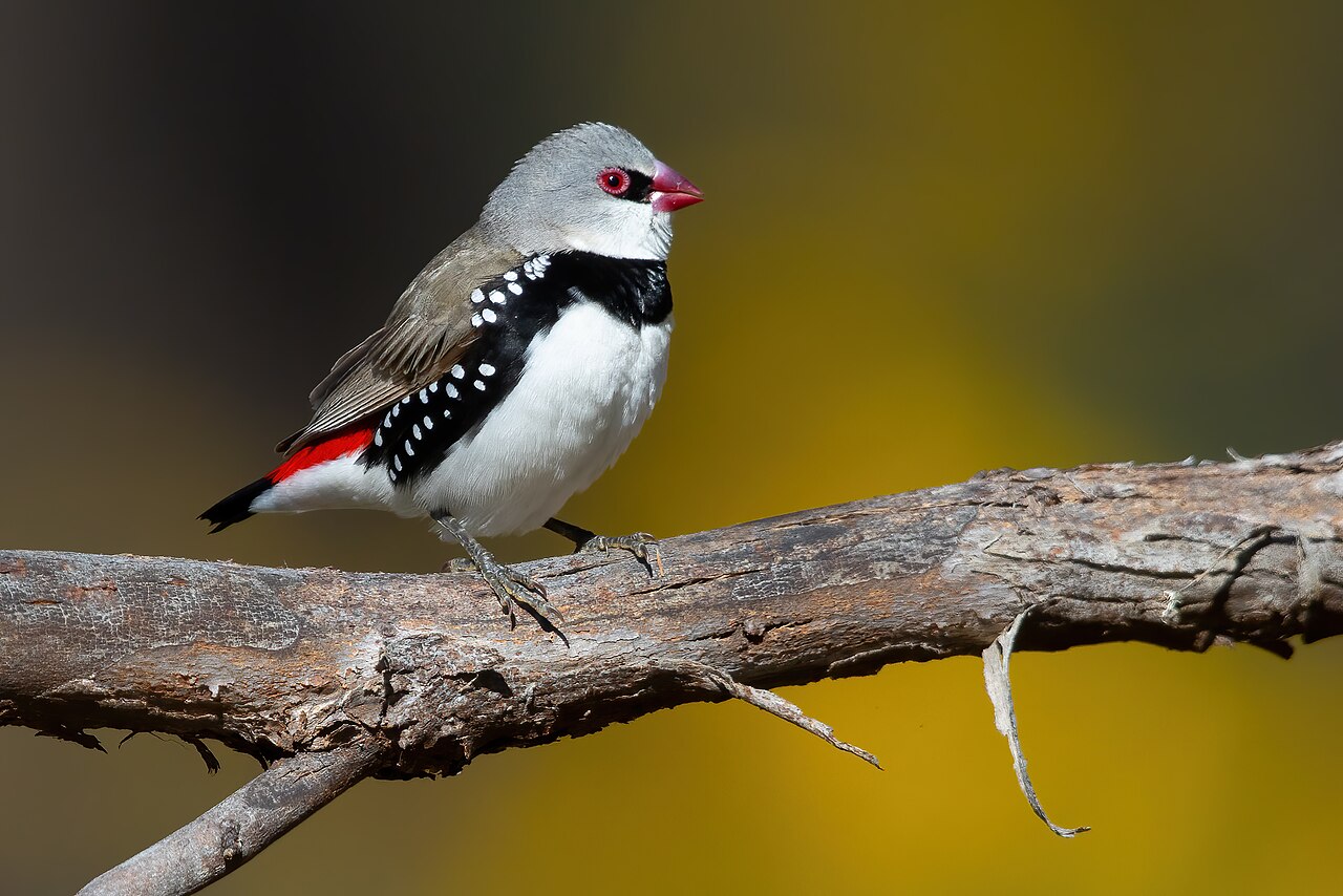 Pár amadinky diamantovej (Stagonopleura guttata) v typickom hniezdnom biotope — eukalyptový woodland v juhovýchodnej Austrálii. Druh je endemický pre Nový Južný Wales (NSW), Viktóriu (VIC), Južnú Austráliu (SA) a juh Queenslandu (QLD); preferuje preriedené eukalyptové porasty s otvoreným spodným porastom trav, ktoré poskytujú zdroj semien (60–80 % objemu stravy — Read 1994, Emu 94:1–8). Pohlavný dimorfizmus je mierny — samec má o niečo väčšie telo a sýtejšie čierny pás na hrudi, samica má pás užší a miernejšie matný; v terénnych podmienkach sú pohlavia prakticky ťažko rozlíšiteľné. Vo Viktórii ostáva iba 32 % pôvodných eukalyptových lesov (SWIFFT — Victoria State Faunal Database), čo je primárna príčina IUCN uplift na VULNERABLE v roku 2021.