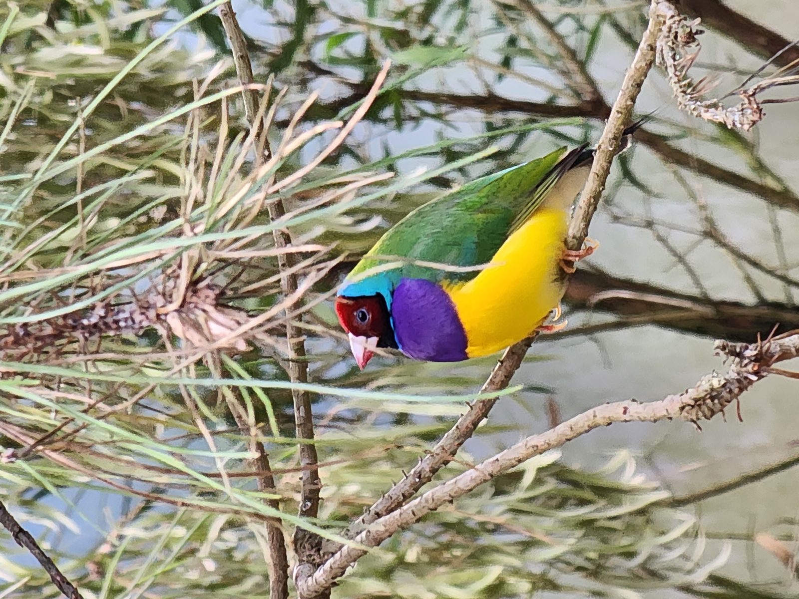 Amadinka Gouldovej — detailný portrét dospelého vtáka na vetve v Auckland Zoo