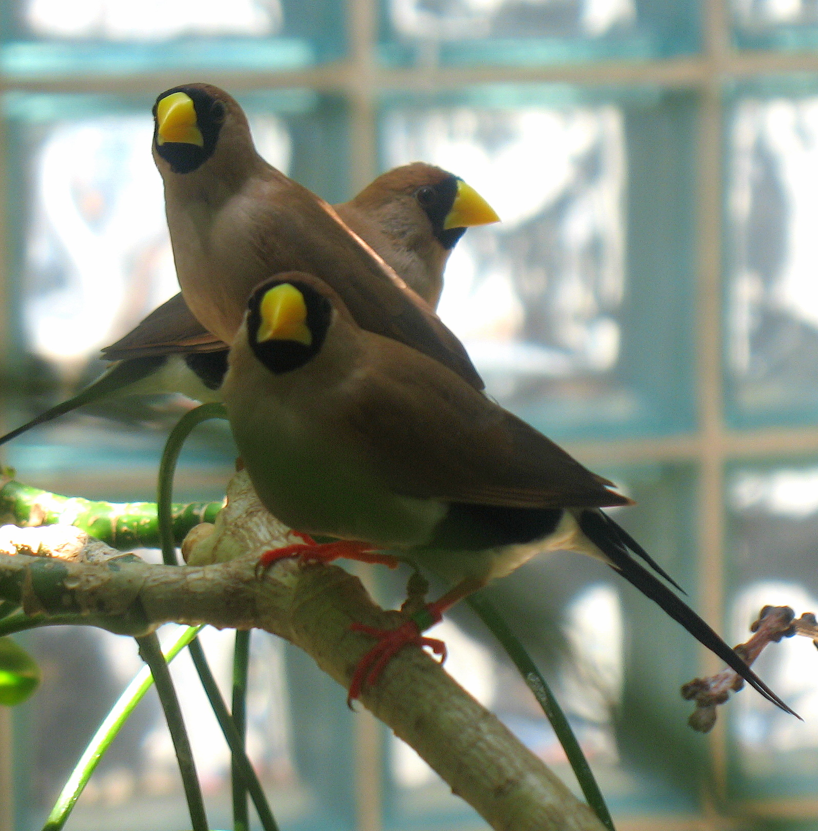 Amadinka maskovaná — múzejný preparát kože (Poephila personata personata), katalóg RMNH.AVES.54838, Naturalis Biodiversity Center, Leiden; exemplár zo Západnej Austrálie, 1968. CC0.