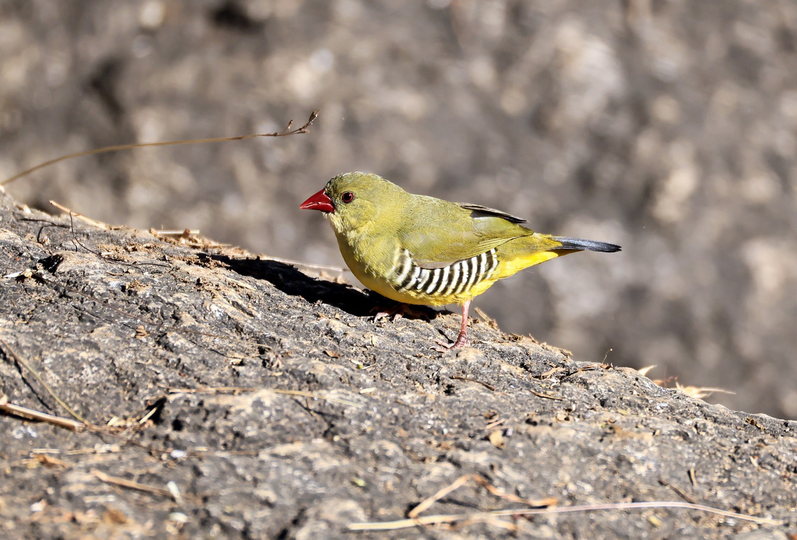 Amandava olivová (Amandava formosa)