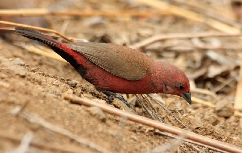 Amarant ružový (Lagonosticta rhodopareia)