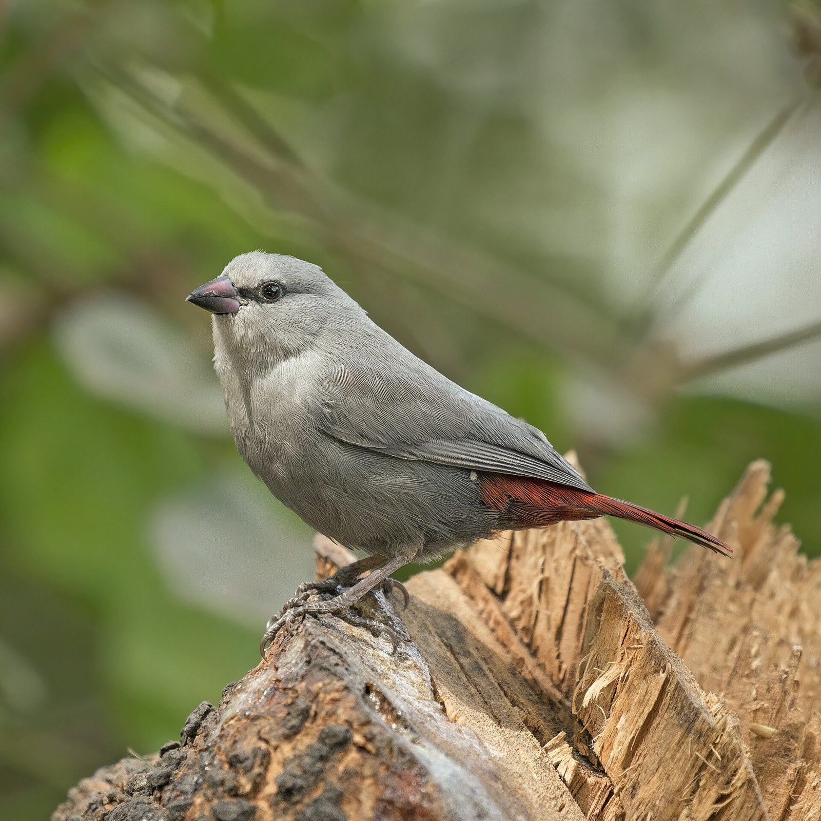 Astrild levanduľový (Estrilda caerulescens)