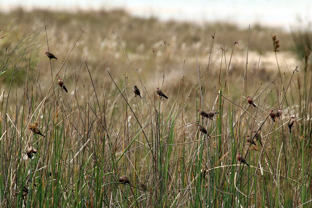 Astrild obyčajný — skupinka jedincov, iSimangaliso Wetland Park, Južná Afrika