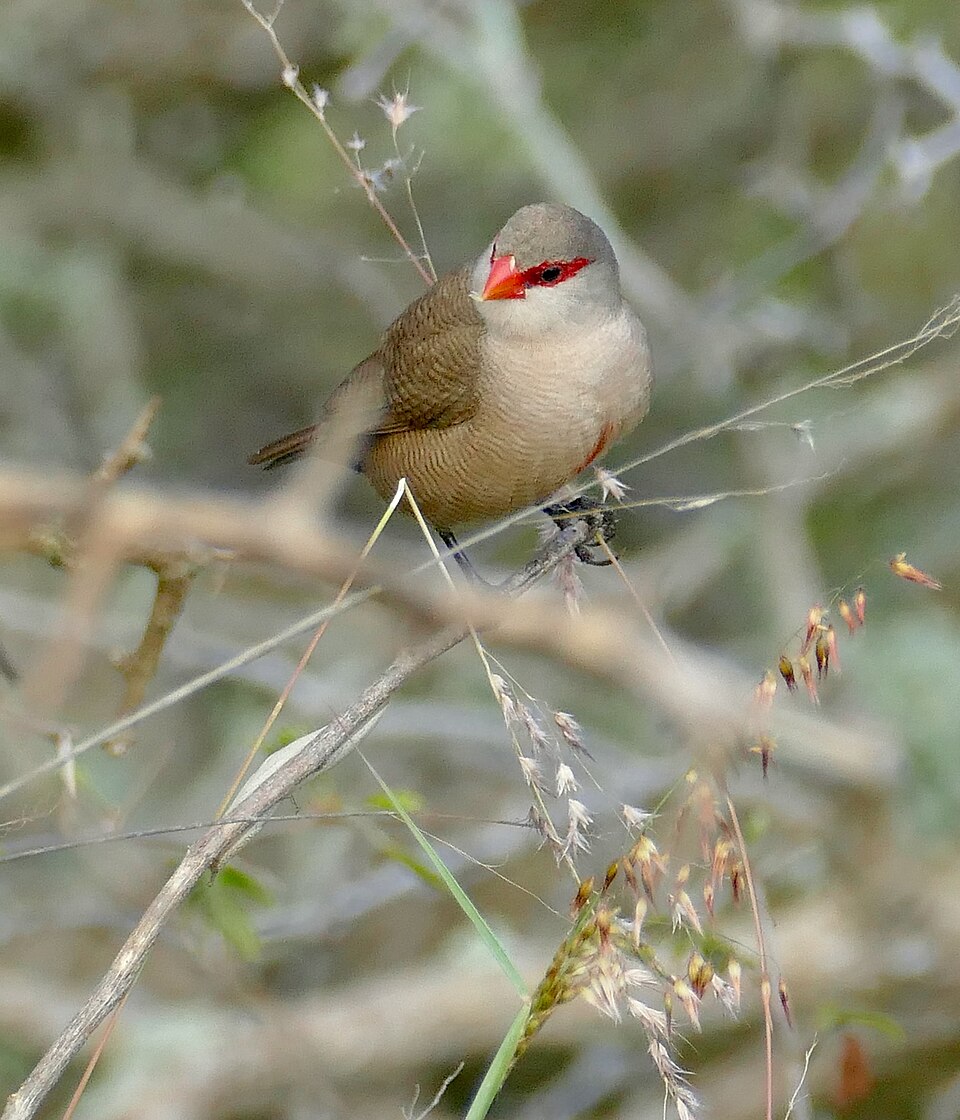 Astrild obyčajný — kŕmenie semenami, Kruger National Park, Južná Afrika