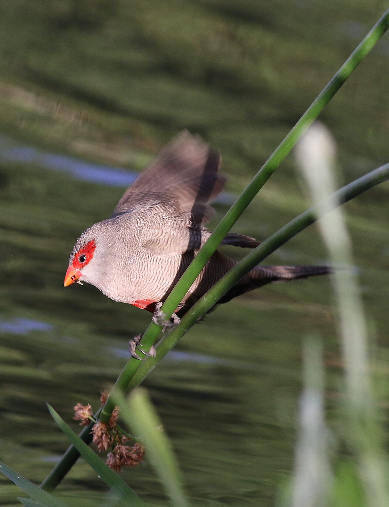 Astrild obyčajný — v prírodnom prostredí, Rietvlei Nature Reserve, Gauteng