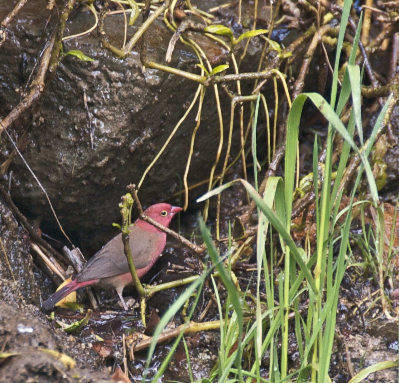 Astrild ohnivý (samec) pri pití z vodného zdroja, Lalibela, Etiópia