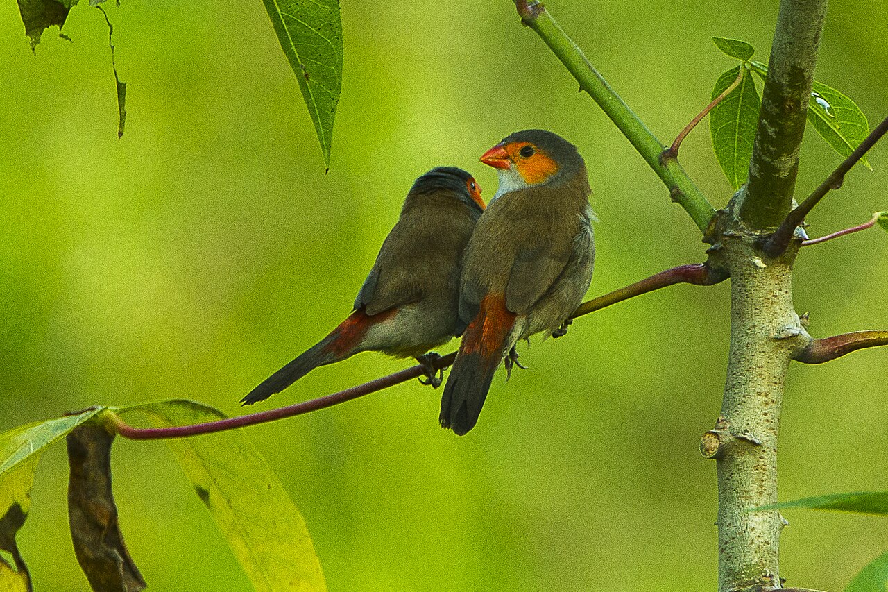 Astrild oranžovolíci — dospelý jedinec na konári, Kakum, Ghana, foto Francesco Veronesi