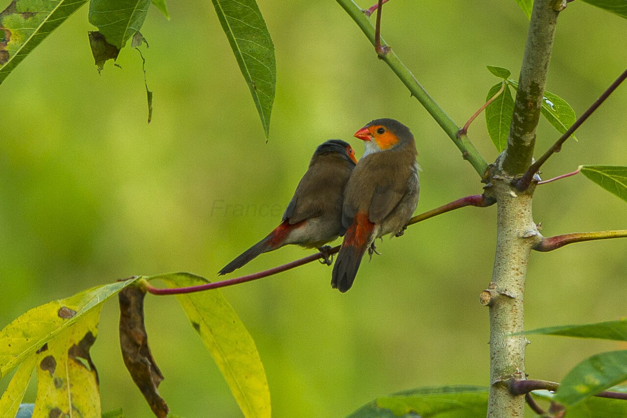 Astrild oranžovolíci — skupina vtákov pri Kakum National Park, Ghana
