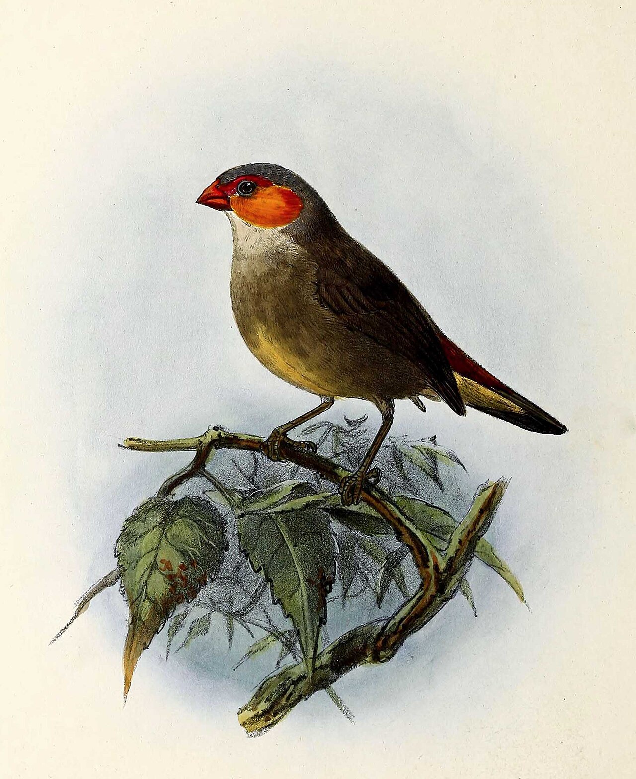 Astrild oranžovolíci — historická ilustrácia z roku 1876, John Gerrard Keulemans
