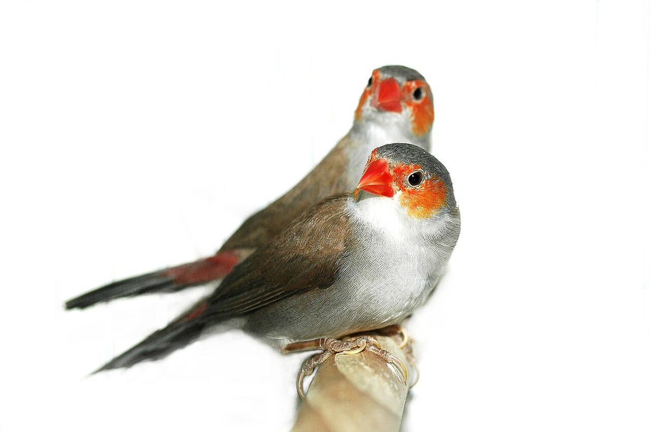 Astrild oranžovolíci