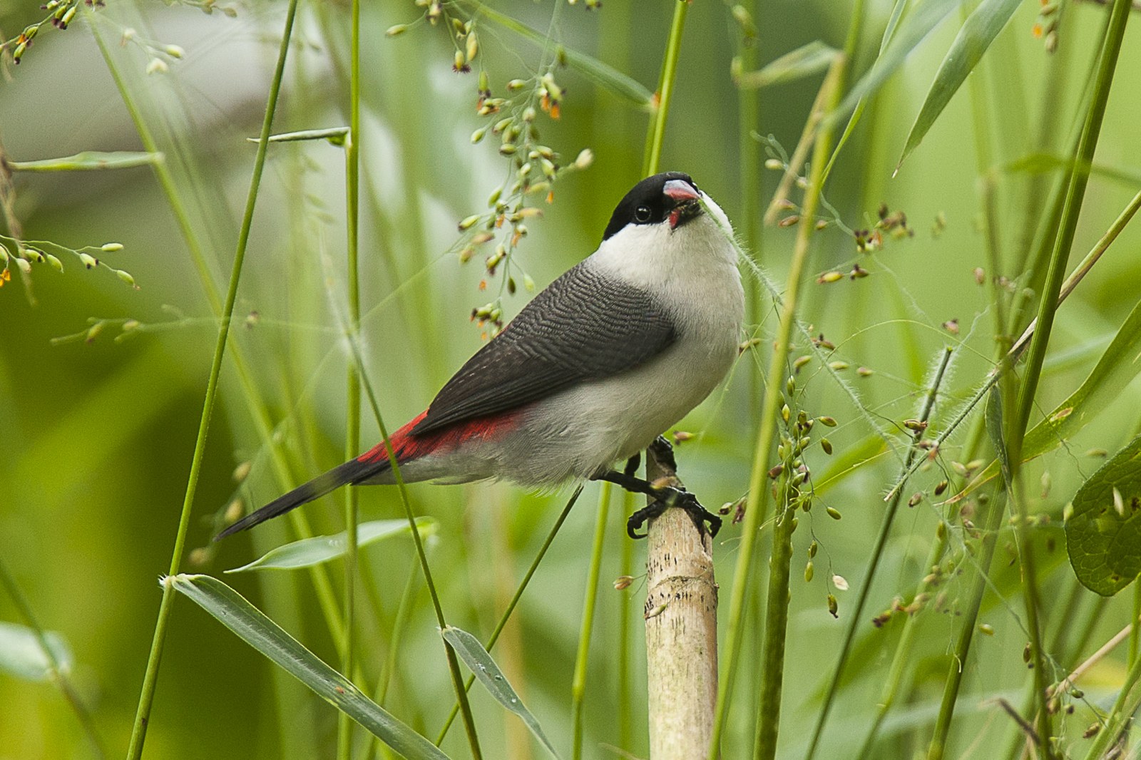 Astrilda čiapočkatá (Estrilda nonnula)